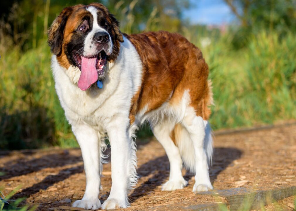 #15. Saint Bernard (tie)